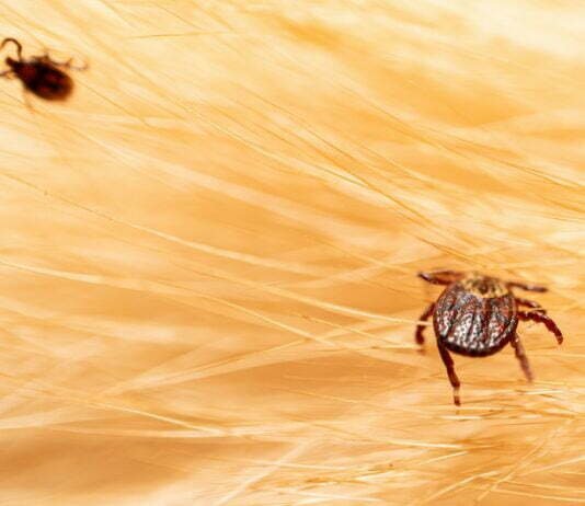 Black Fly vs Tick Bite on Dog: What Every Owner Must Know! Ticks on dog hair. Ticks sucking dog blood. Dangerous insect mite, encephalitis