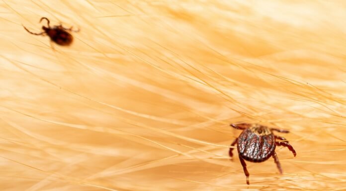 Black Fly vs Tick Bite on Dog: What Every Owner Must Know! Ticks on dog hair. Ticks sucking dog blood. Dangerous insect mite, encephalitis