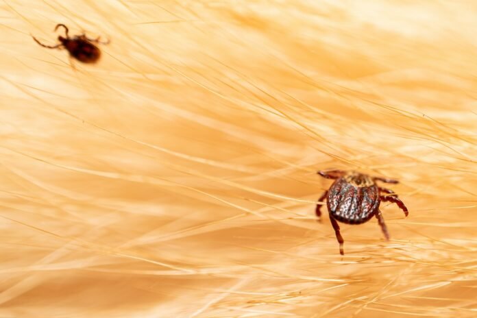 Ticks on dog hair. Ticks sucking dog blood. Dangerous insect mite, encephalitis