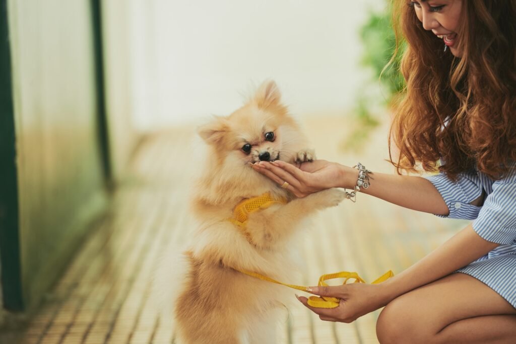 Rewarding dog with treat for successful training session