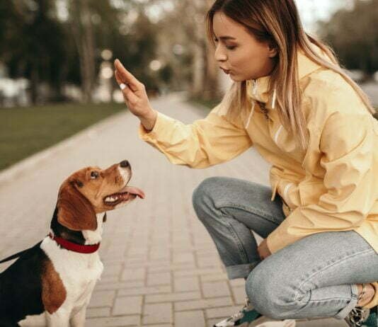 Unlock Bubble Theory Dog Training: Proven Success Tips! Young woman training dog using bubble theory dog training