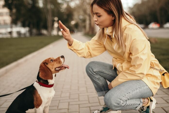 Young woman training dog using bubble theory dog training