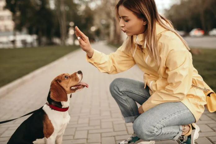 Young woman training dog using bubble theory dog training Young woman training dog using bubble theory dog training