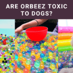 Are Orbeez Toxic to Dogs? Vital Safety Facts Revealed! Are Orbeez Toxic to Dogs