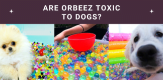 Are Orbeez Toxic to Dogs? Vital Safety Facts Revealed! Are Orbeez Toxic to Dogs