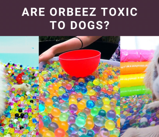 Are Orbeez Toxic to Dogs? Vital Safety Facts Revealed! Are Orbeez Toxic to Dogs