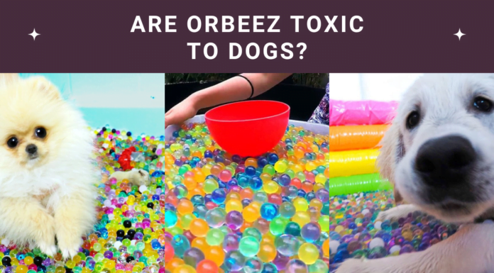 Are Orbeez Toxic to Dogs? Vital Safety Facts Revealed! Are Orbeez Toxic to Dogs