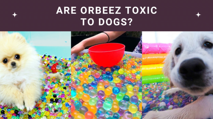 Are Orbeez Toxic to Dogs