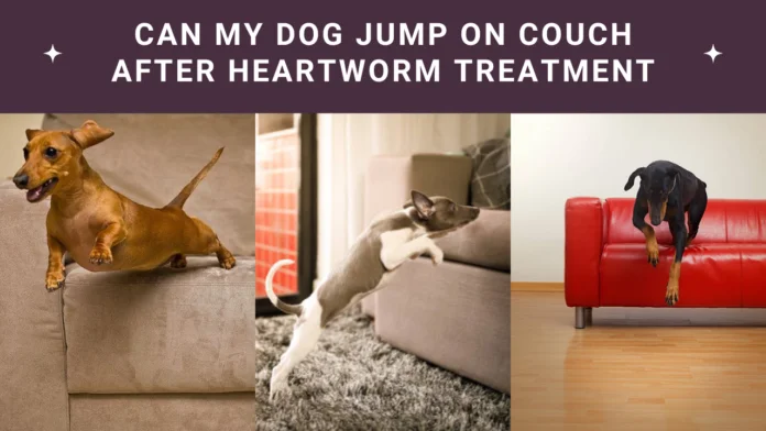 Can My Dog Jump on the Couch After Heartworm Treatment? Find Out Now!