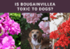 Is Bougainvillea Toxic to Dogs? Vital Safety Alert!