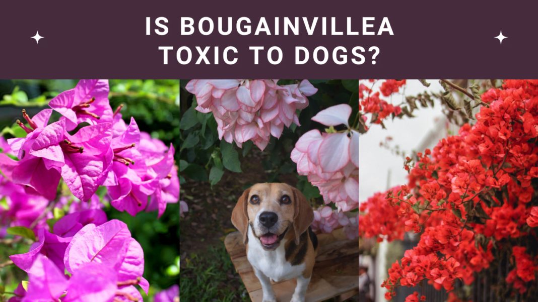Is Bougainvillea Toxic To Dogs? Vital Safety Alert!