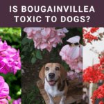 Is Bougainvillea Toxic to Dogs? Vital Safety Alert!