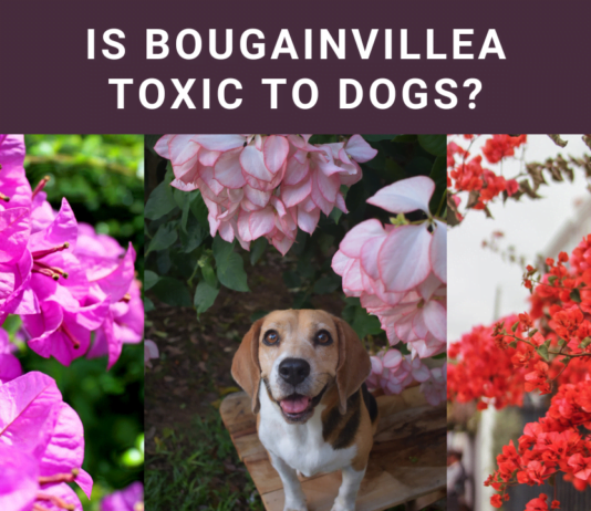 Is Bougainvillea Toxic to Dogs? Vital Safety Alert!