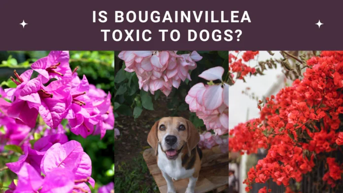 Is Bougainvillea Toxic to Dogs