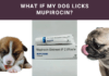 What if My Dog Licks Mupirocin? Dangers & Safety Tips!