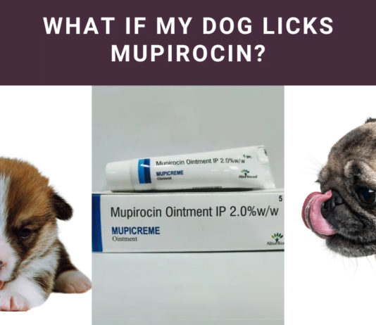 What if My Dog Licks Mupirocin? Dangers & Safety Tips!