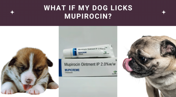 What if My Dog Licks Mupirocin? Dangers & Safety Tips!