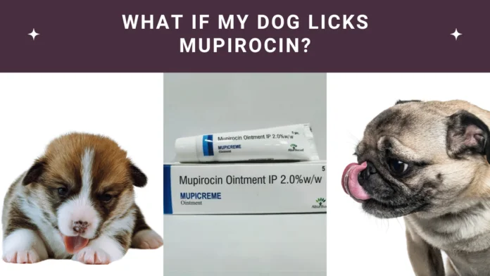 Mupirocin cream hot sale for dogs