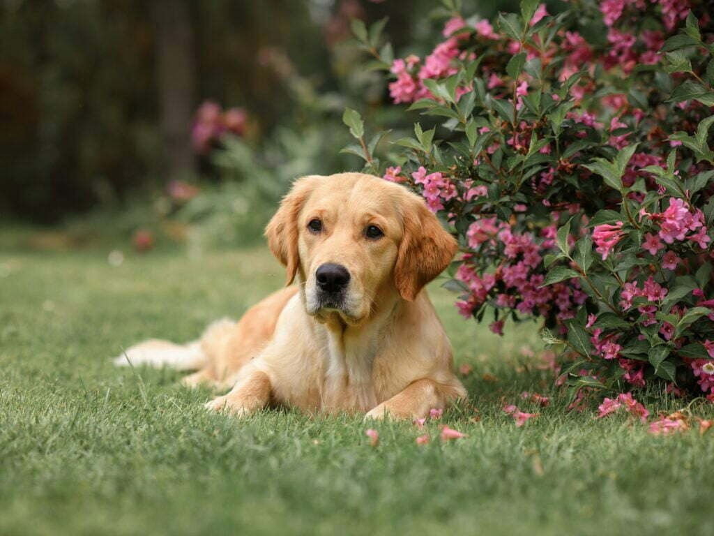 Is Bougainvillea Toxic to Dogs? Vital Safety Alert!